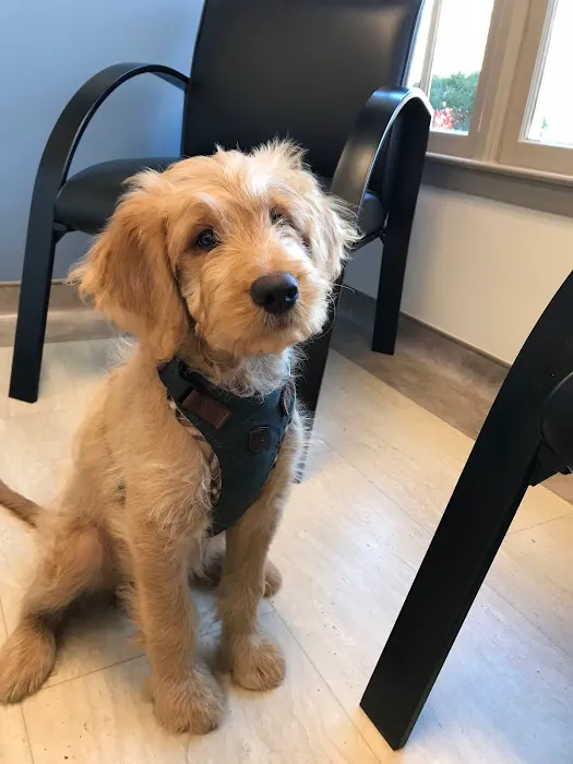 Meadowmont Animal Hospital Picture 3