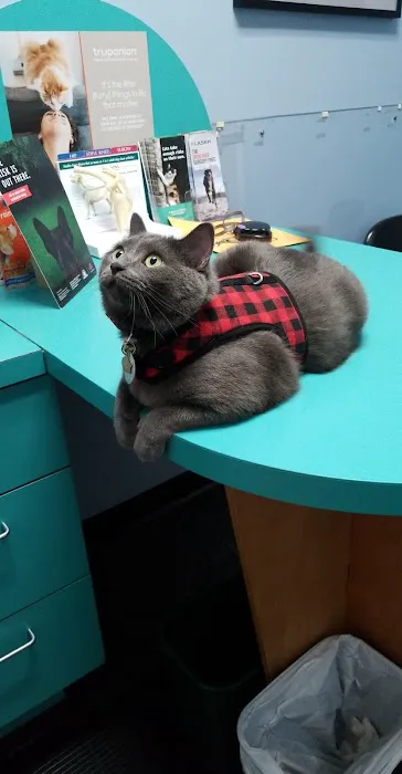 Four Paws Animal Clinic Picture 4