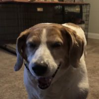 Veterinary Referral & Critical: Grant Carron E DVM ico