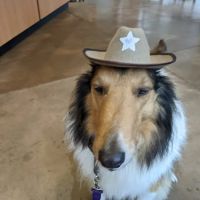 Brook Run Animal Clinic ico