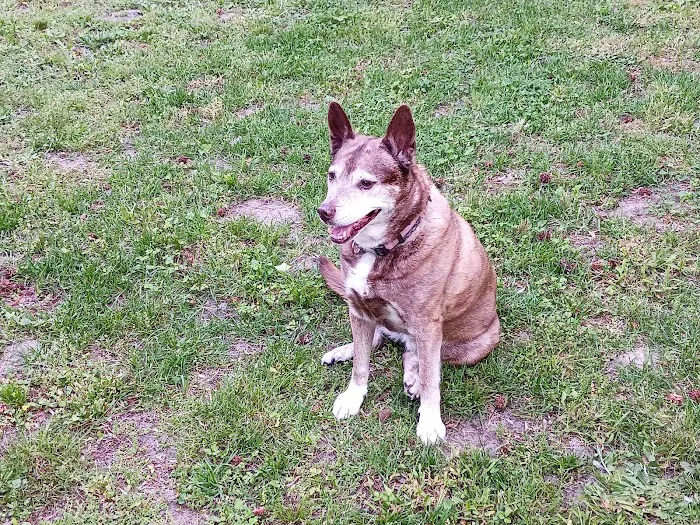 Brook Run Animal Clinic Picture 9