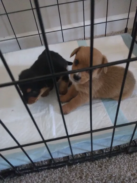 Vetco Vaccination Clinic Picture 3
