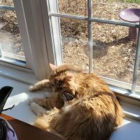 VCA Pets First Animal Hospital ico