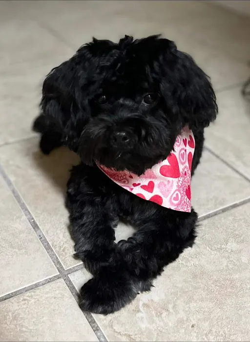 VCA Pets First Animal Hospital Picture 10