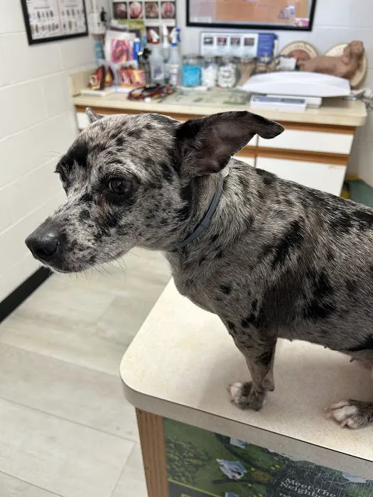 Hilliard Veterinary Hospital Picture 4