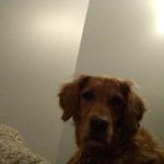 Balanced Veterinary Wellness