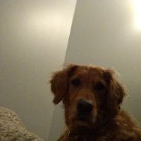 Balanced Veterinary Wellness ico