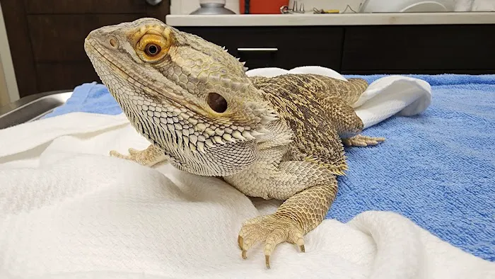 Lakeside Animal Hospital Picture 2