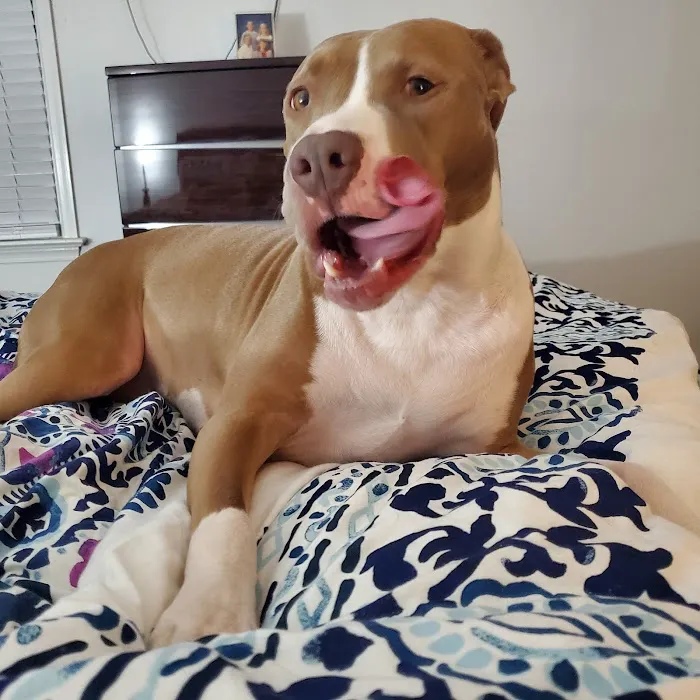 Allied Animal Hospital & Pet Picture 8