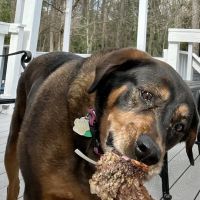 Allied Animal Hospital & Pet ico