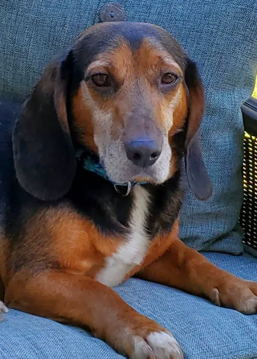 Allied Animal Hospital & Pet Picture 4