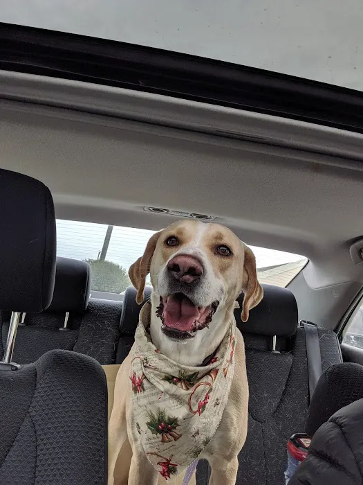 Allied Animal Hospital & Pet Picture 7