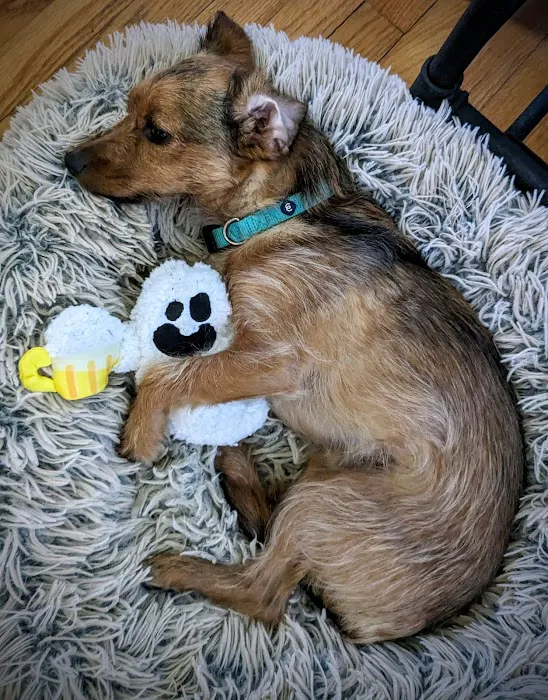 Allied Animal Hospital & Pet Picture 10