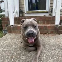 Bell Creek Veterinary Hospital ico