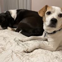 Mechanicsville Animal Hospital ico