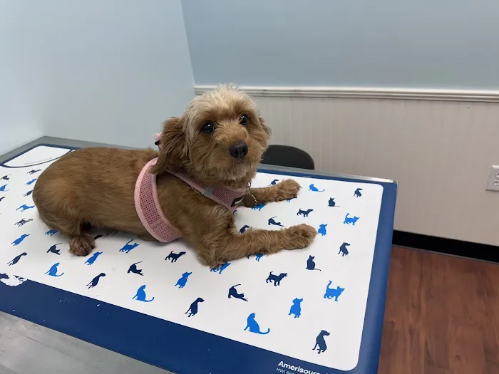 Mechanicsville Animal Hospital Picture 5