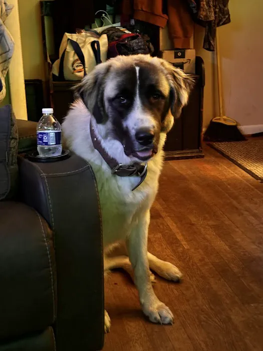 BetterPet Veterinary Urgent Care Picture 4