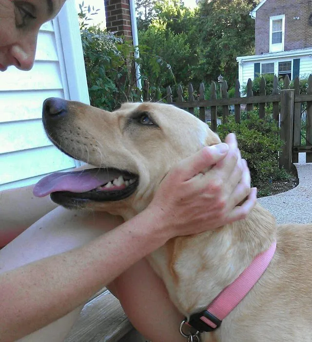 BetterPet Veterinary Urgent Care Picture 8