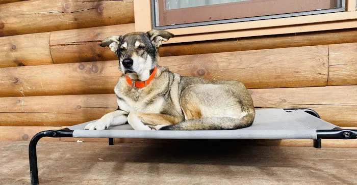 BetterPet Veterinary Urgent Care Picture 2
