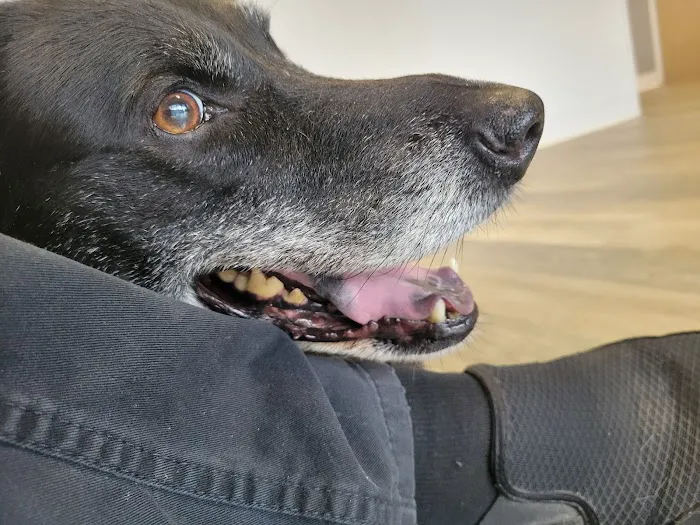 BetterPet Veterinary Urgent Care Picture 6
