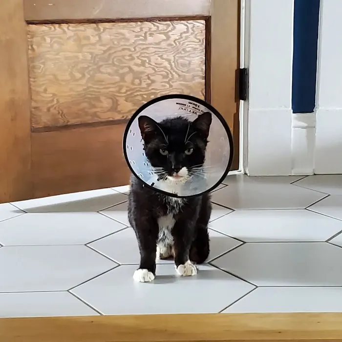 BetterPet Veterinary Urgent Care Picture 10