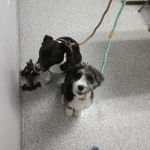 Hanover Green Veterinary Clinic