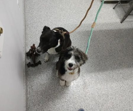 Hanover Green Veterinary Clinic
