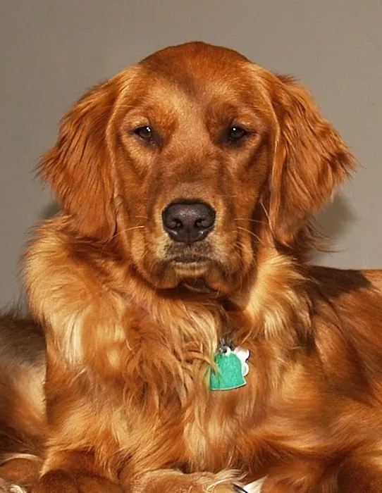 Hanover Green Veterinary Clinic Picture 7