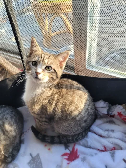 Smoky's Spay & Neuter Clinic Picture 4