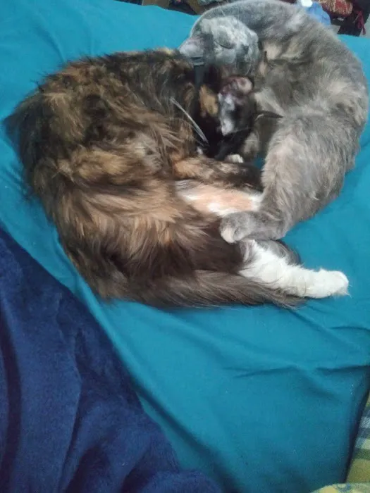 Smoky's Spay & Neuter Clinic Picture 8