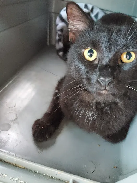 Smoky's Spay & Neuter Clinic Picture 9