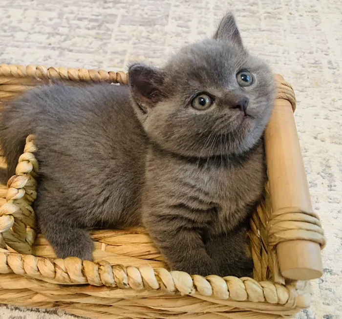British Shorthair Breed Cattery TeddyBearLand Picture 5