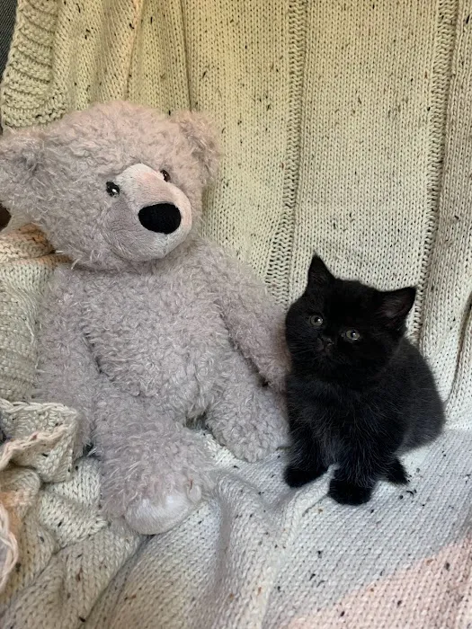 British Shorthair Breed Cattery TeddyBearLand Picture 8
