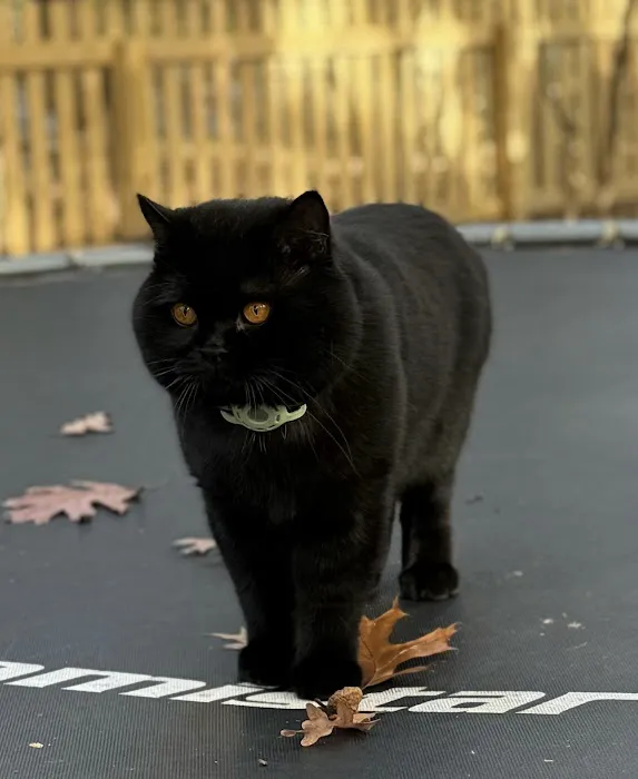 British Shorthair Breed Cattery TeddyBearLand Picture 3