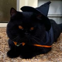 British Shorthair Breed Cattery TeddyBearLand ico