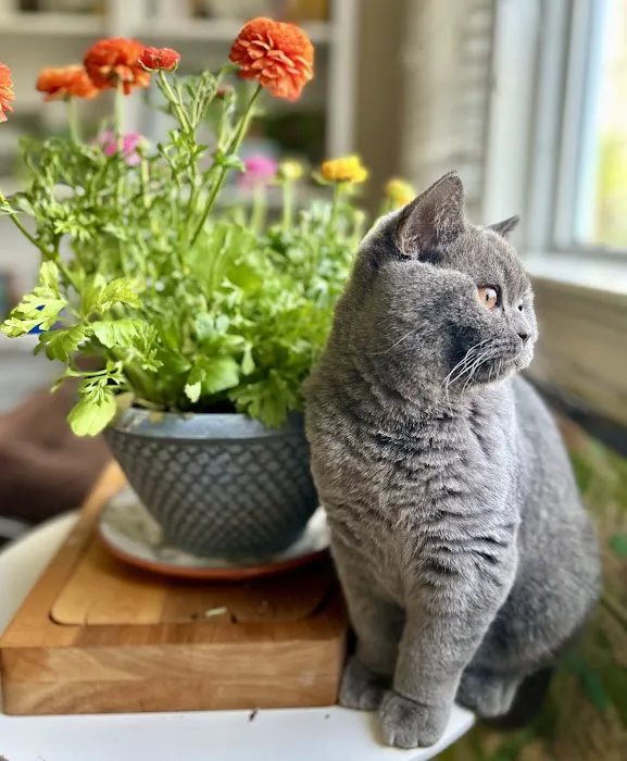 British Shorthair Breed Cattery TeddyBearLand Picture 10