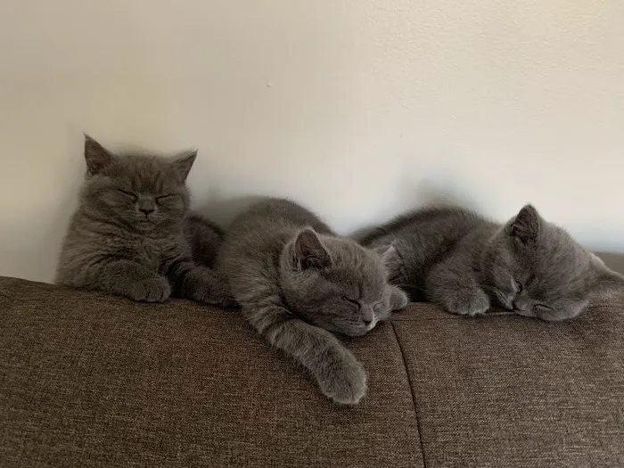 British Shorthair Breed Cattery TeddyBearLand Picture 9
