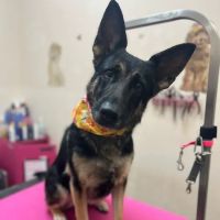 John Rolfe Animal Hospital ico