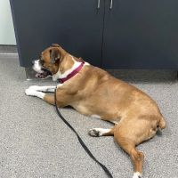 Countryside Veterinary Clinic ico