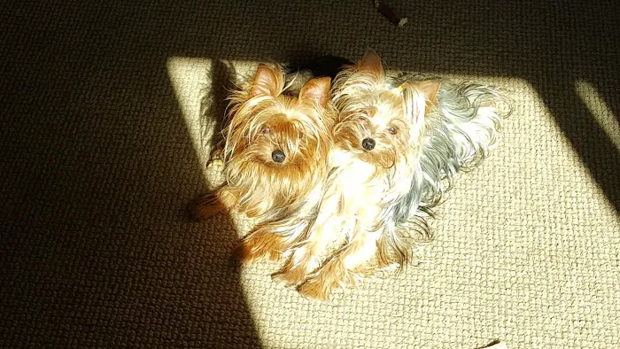 Quioccasin Veterinary Hospital Picture 3