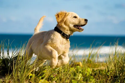 Quioccasin Veterinary Hospital Picture 1