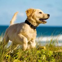Quioccasin Veterinary Hospital ico