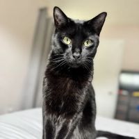 Integrative Veterinary Center of Richmond ico