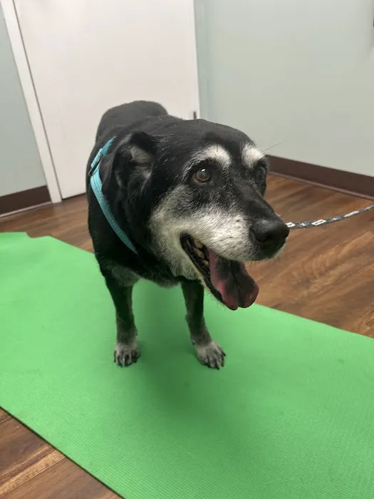 Integrative Veterinary Center of Richmond Picture 5