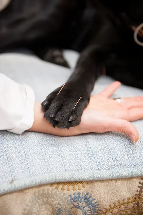 Four Paws Veterinary Holistic Service Picture 1