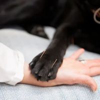 Four Paws Veterinary Holistic Service ico