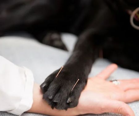 Four Paws Veterinary Holistic Service