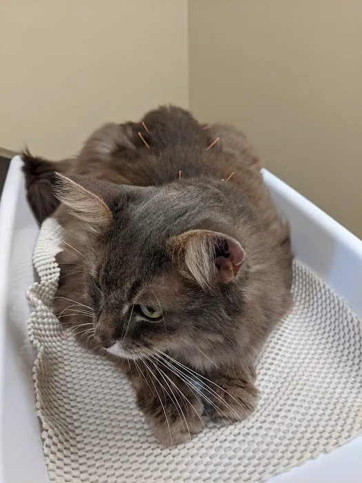 Four Paws Veterinary Holistic Service Picture 4