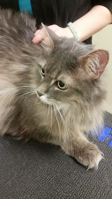 Four Paws Veterinary Holistic Service Picture 2