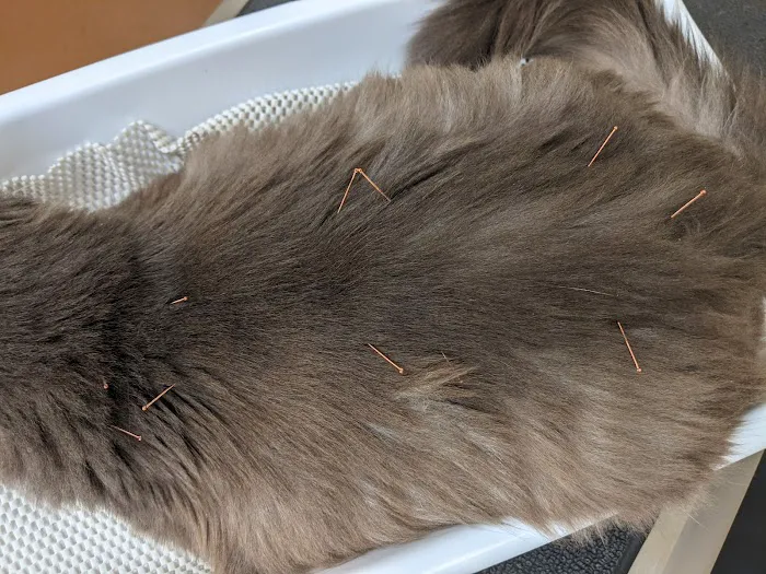 Four Paws Veterinary Holistic Service Picture 5